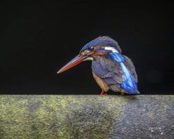 Seremban menjadi lokasi burung singgah