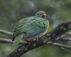 Seremban menjadi lokasi burung singgah