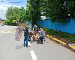 OPERASI MENYELAMATKAN HAIWAN TERBIAR (ANJING) OLEH MBS 