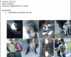 LAPORAN OPERASI TANGKAPAN ANJING LIAR / TERBIAR DI DALAM KAWASAN PENTADBIRAN MAJLIS BANDARAYA SEREMBAN 