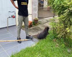 OPERASI MENYELAMATKAN HAIWAN TERBIAR (ANJING) 